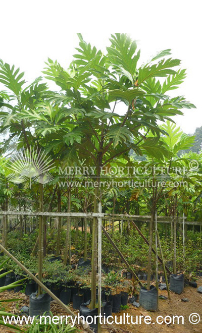 Artocarpus utillis
